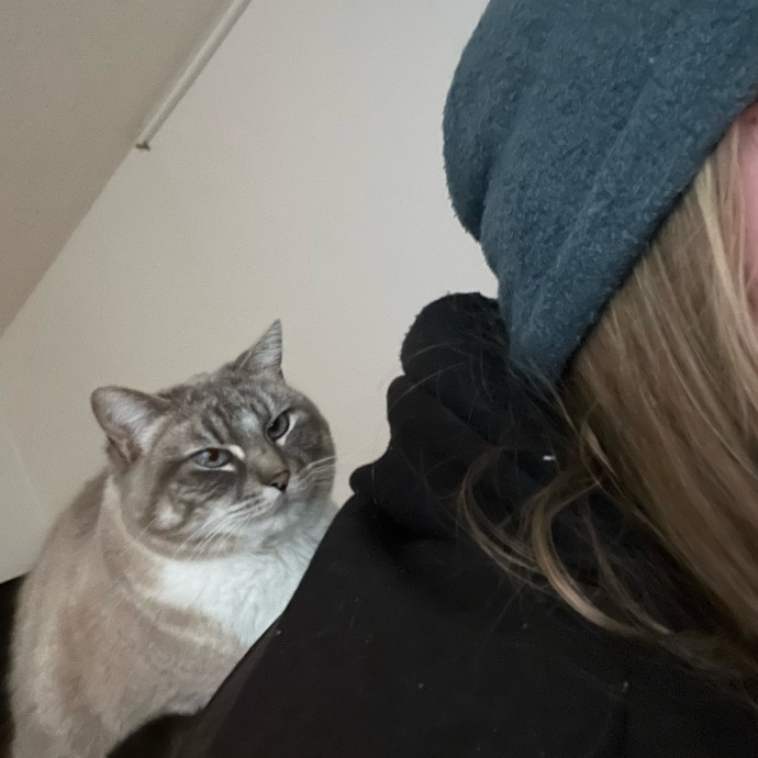 Purrfectly Pampered Kitty Visits