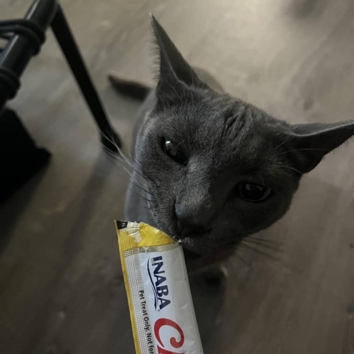 Purrfectly Pampered Kitty Visits
