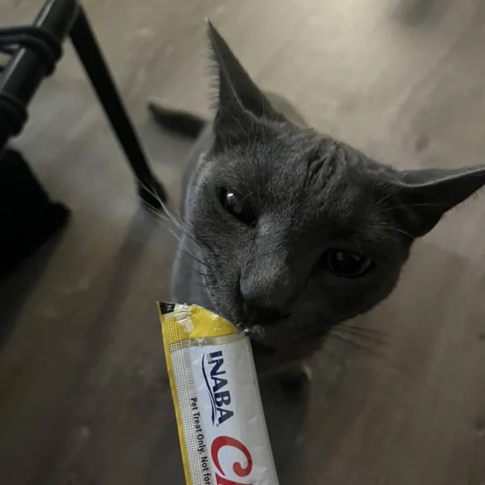 Purrfectly Pampered Kitty Visits