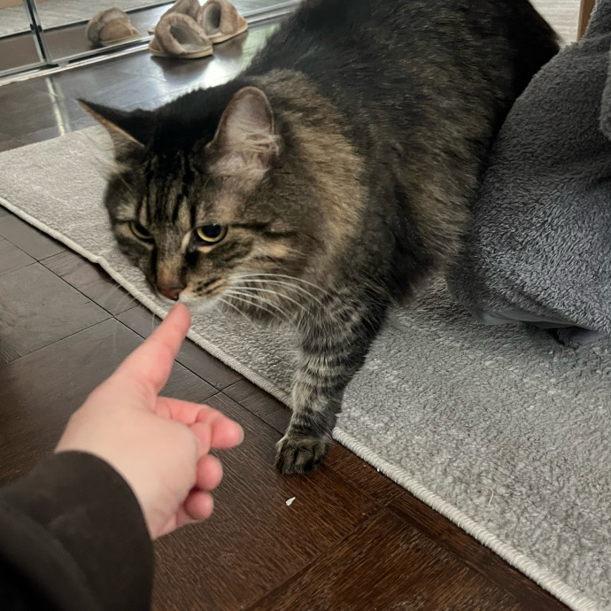 Purrfectly Pampered Kitty Visits