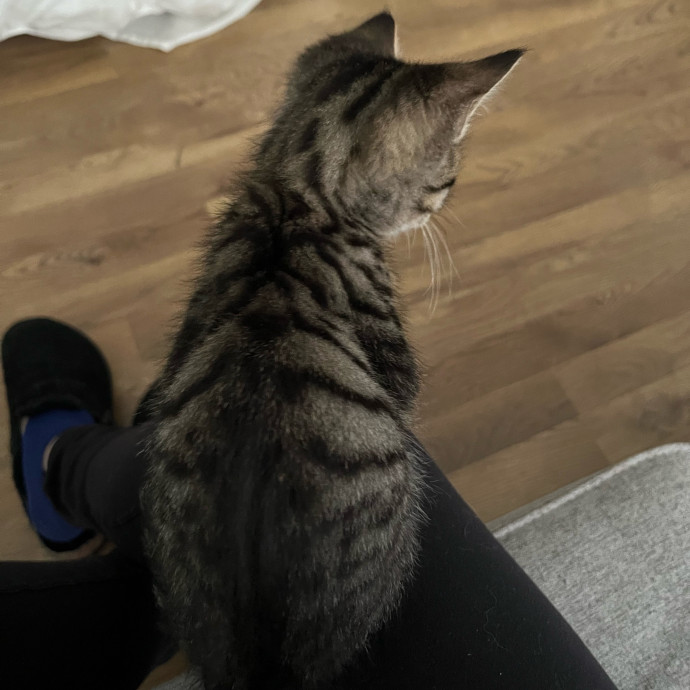 Purrfectly Pampered Kitty Visits