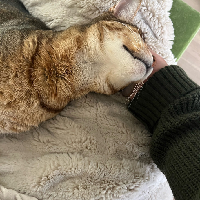 Purrfectly Pampered Kitty Visits photo 2