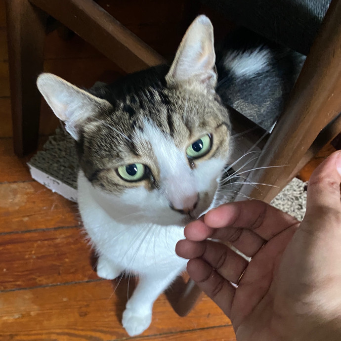 Jackie - Queen's Kitty Whisperer