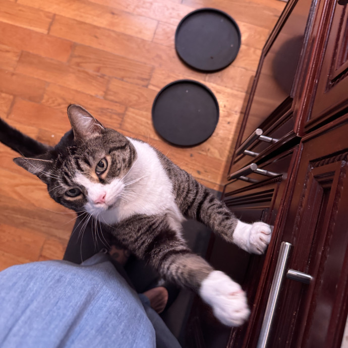 Jackie - Queen's Kitty Whisperer photo 2