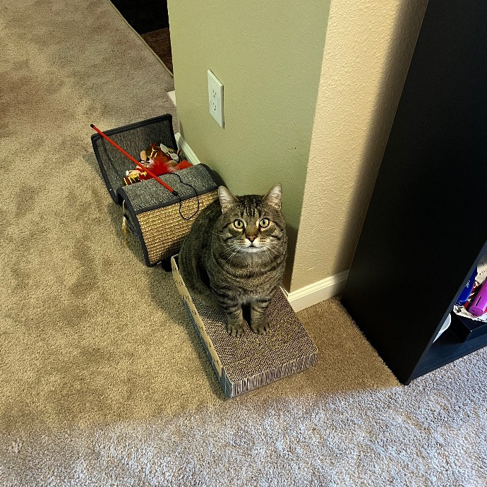 Joe's Cat Care