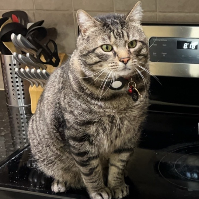 Joe's Cat Care
