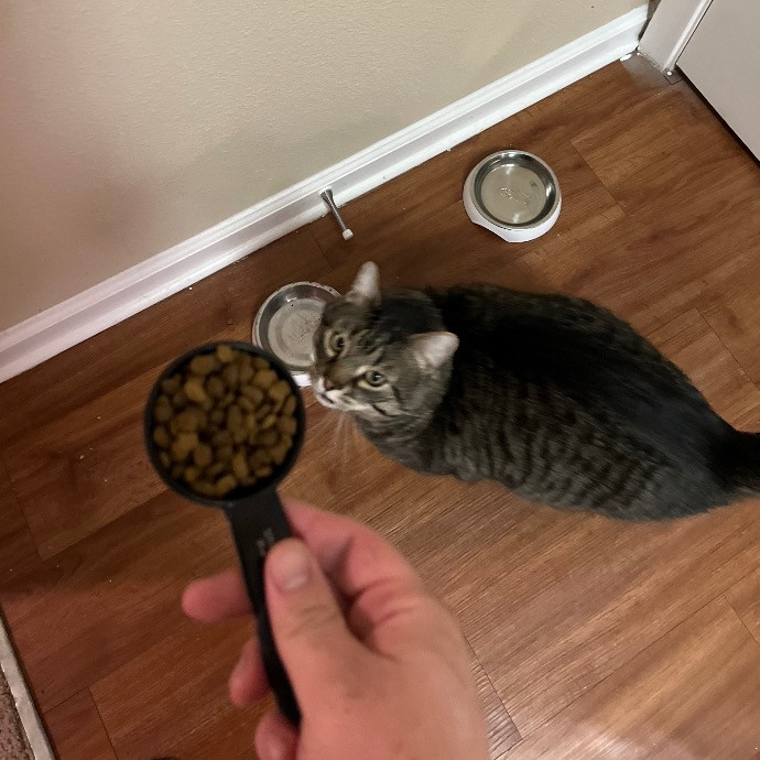 Joe's Cat Care