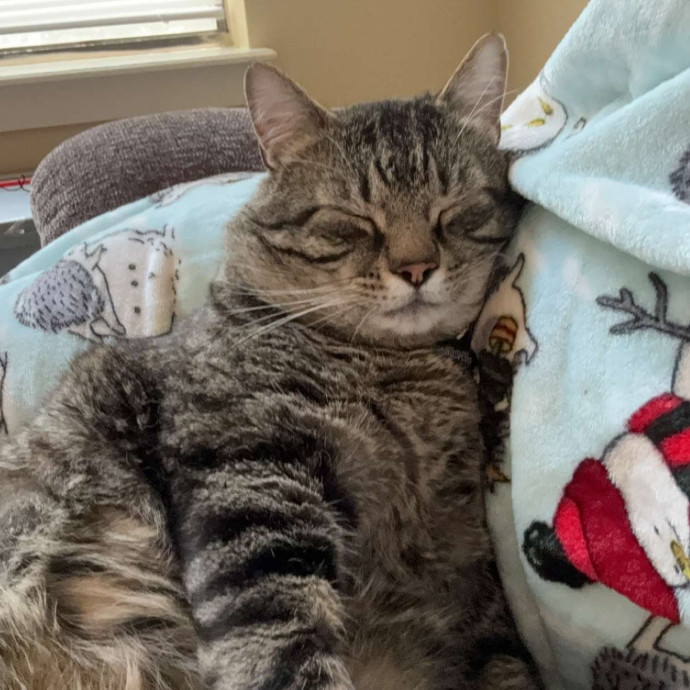 Joe's Cat Care