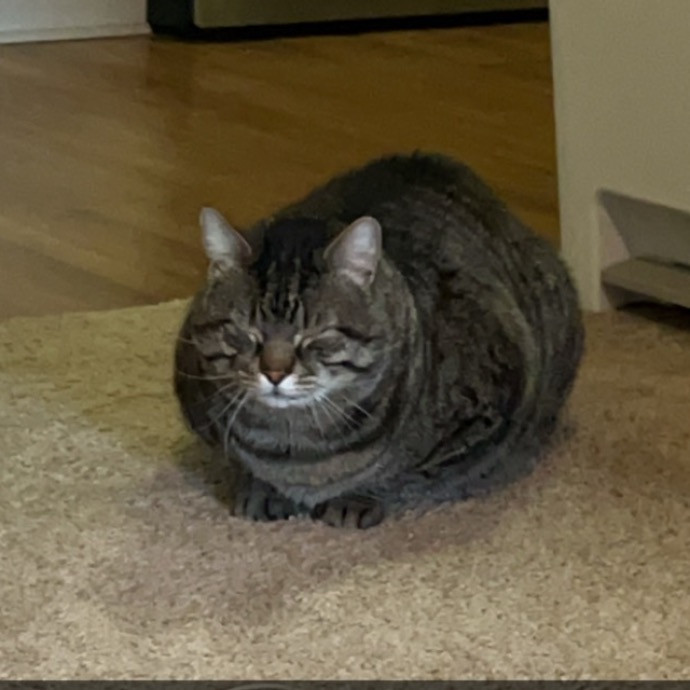 Joe's Cat Care