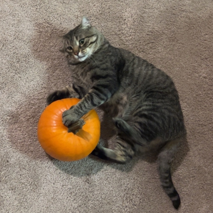 Joe's Cat Care photo 3