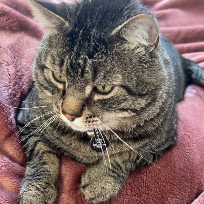 Joe's Cat Care photo 2