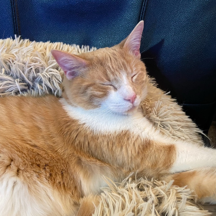 Mikaela's Cat Care In Cleveland