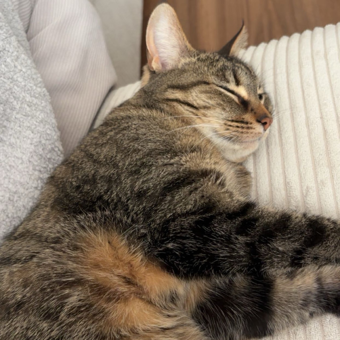 Mikaela's Cat Care In Cleveland photo 3