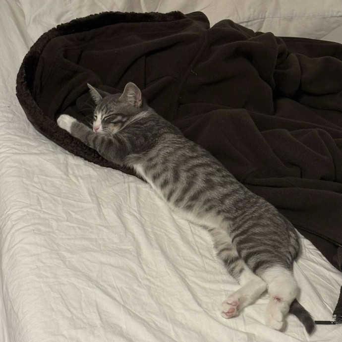 Mikaela's Cat Care In Cleveland photo 2
