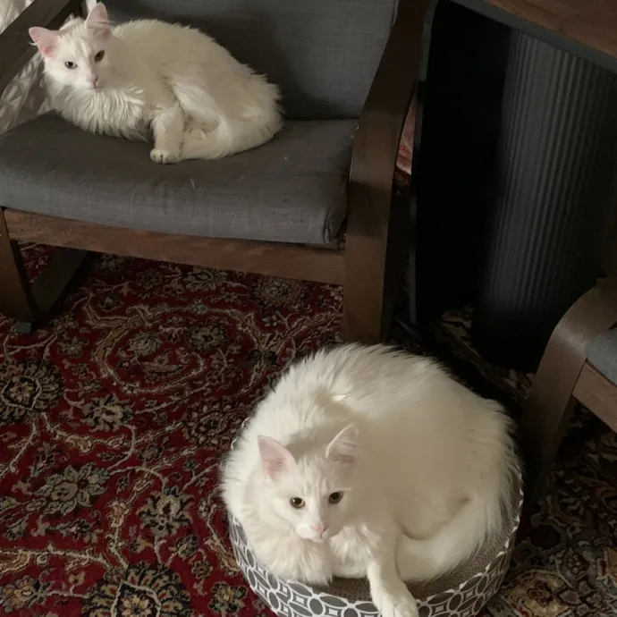 Gentle Natured Cat Sitter