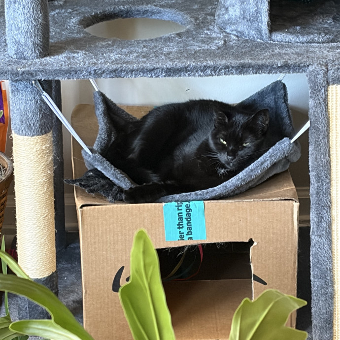 Gentle Natured Cat Sitter