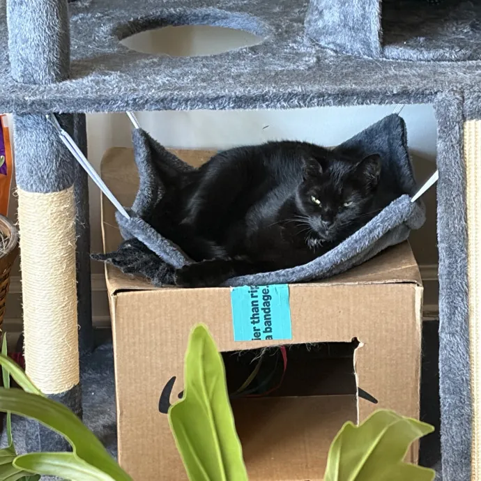 Gentle Natured Cat Sitter photo 4
