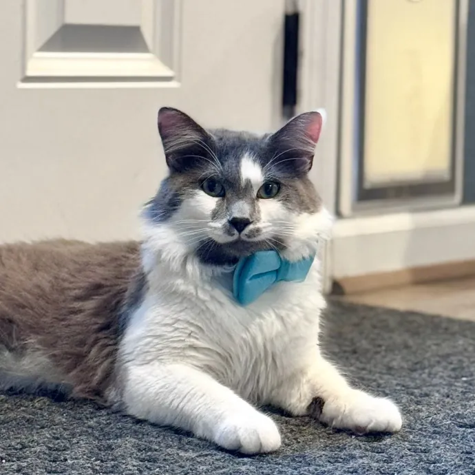 Gentle Natured Cat Sitter photo 3