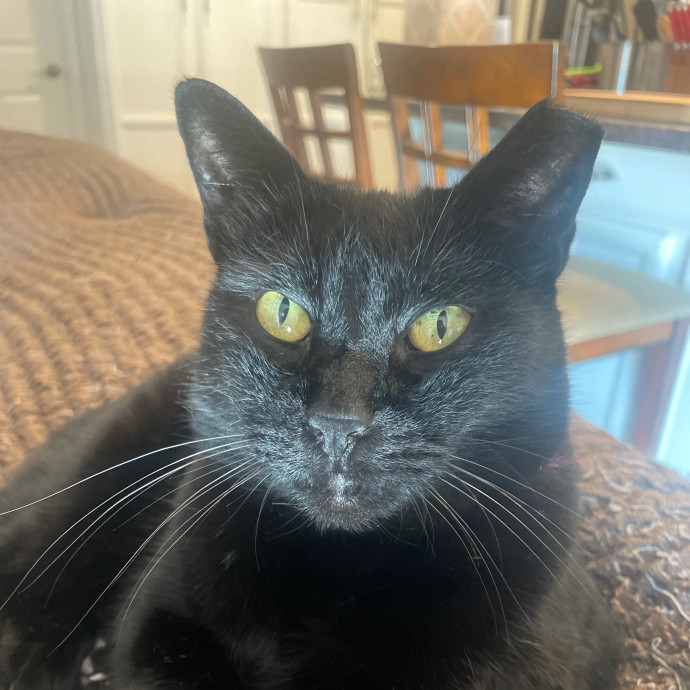Amy's Kitty Care In Houston