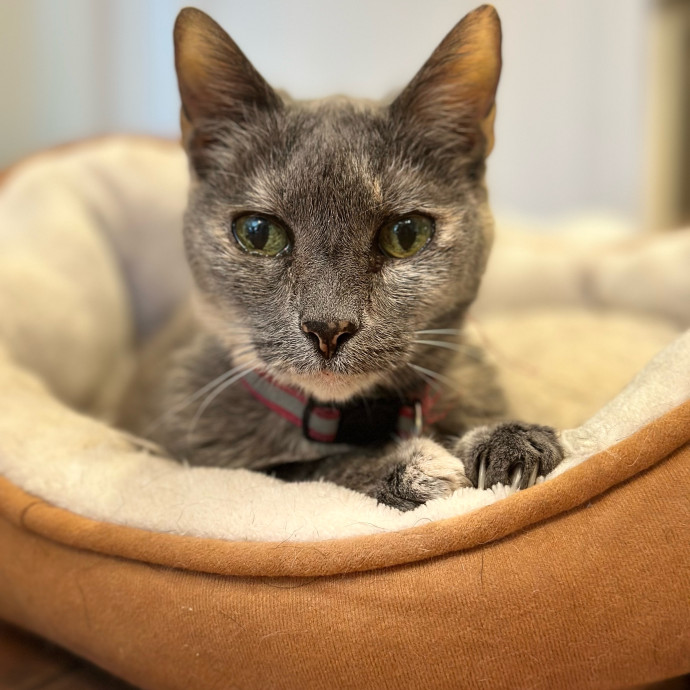 Amy's Kitty Care In Houston photo 3