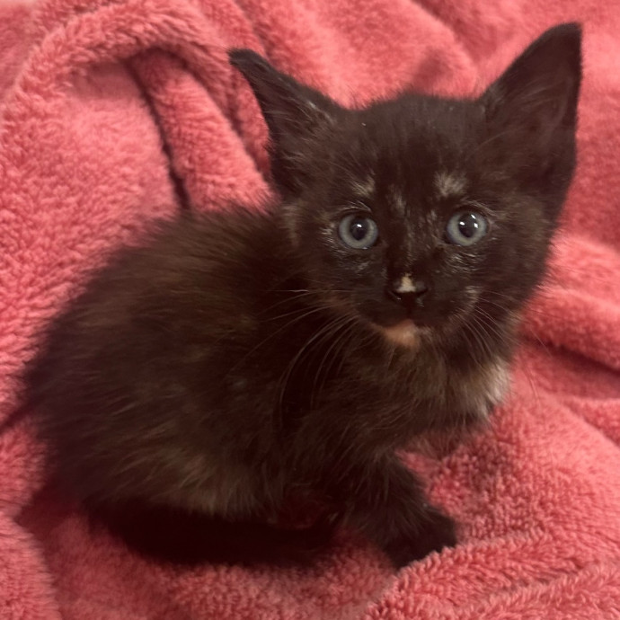 Amy's Kitty Care In Houston photo 2