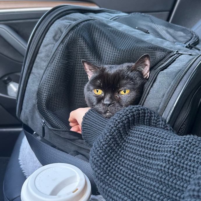 Specialising In Seniors Medical Disabled Furbabies