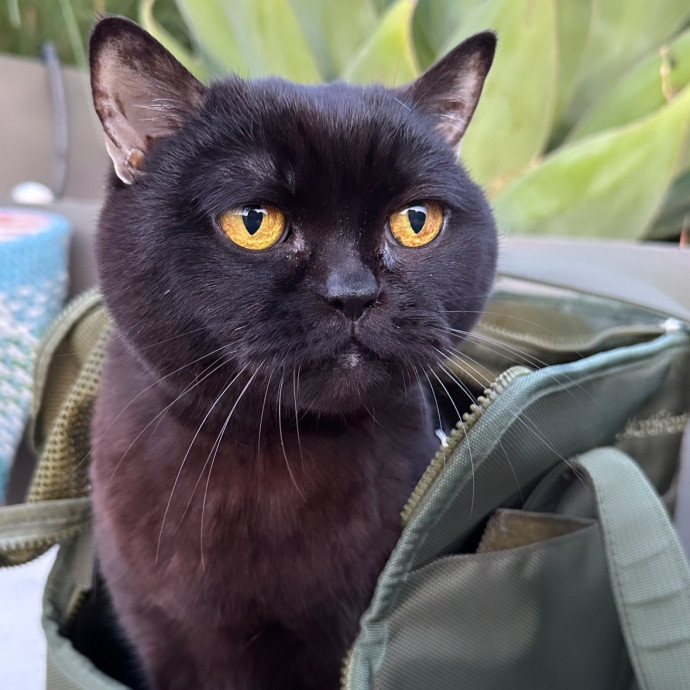 Specialising In Seniors Medical Disabled Furbabies