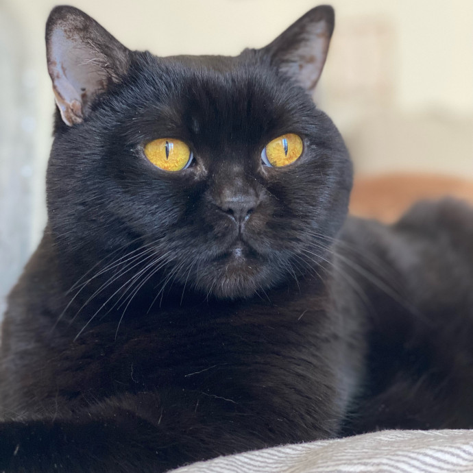 Specialising In Seniors Medical Disabled Furbabies