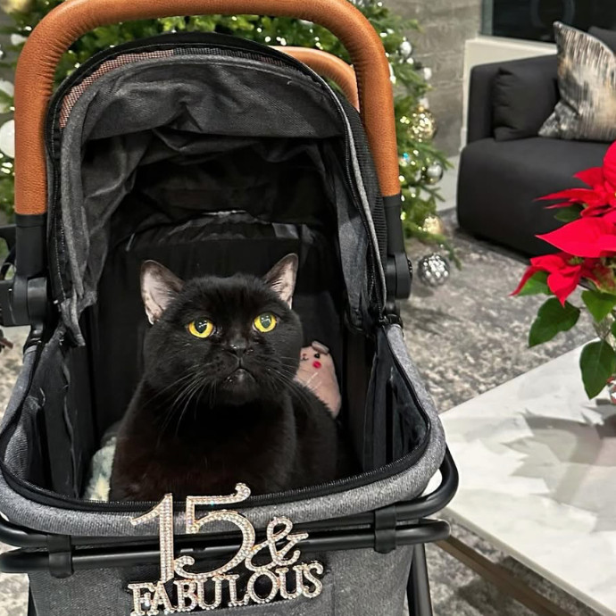 Specialising In Seniors Medical Disabled Furbabies