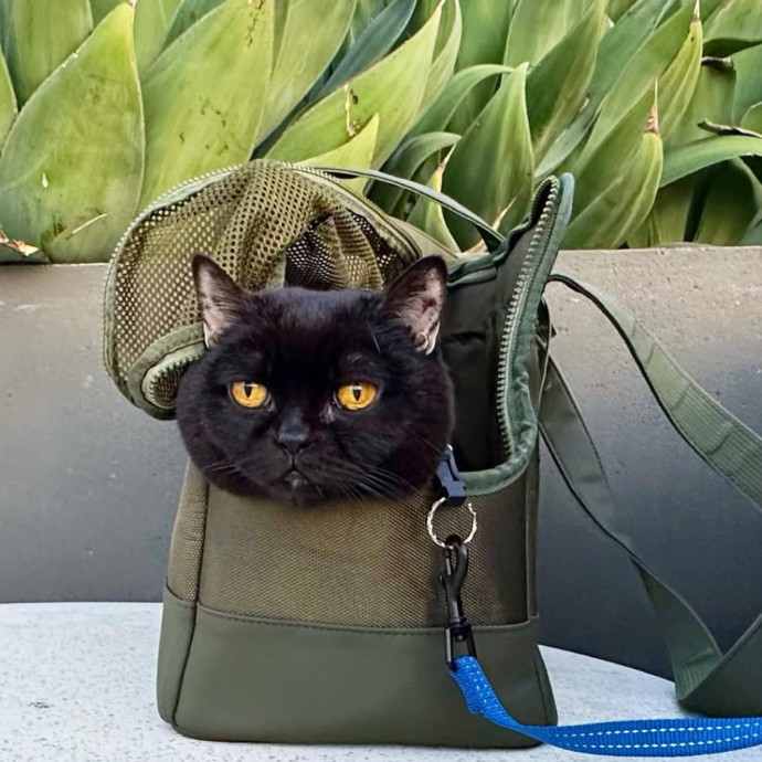 Specialising In Seniors Medical Disabled Furbabies