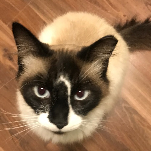 Ady The Cat Sitting Lady