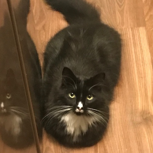 Ady The Cat Sitting Lady