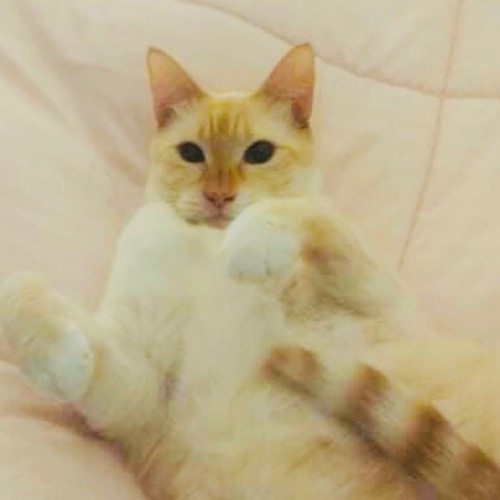 Ady The Cat Sitting Lady
