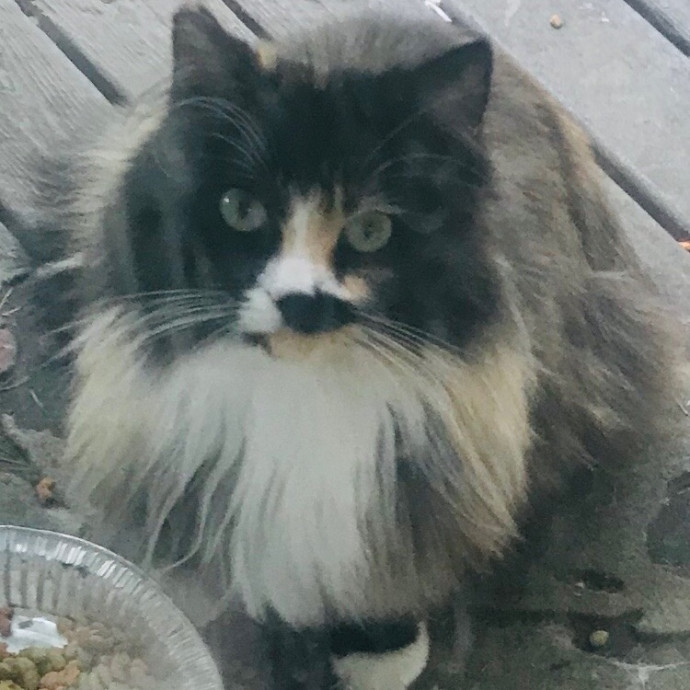 Ady The Cat Sitting Lady