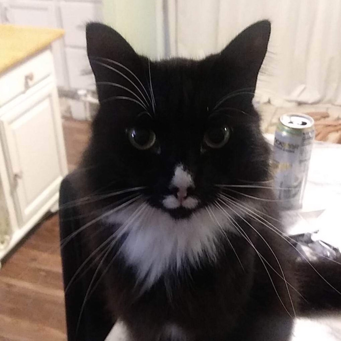 Ady The Cat Sitting Lady