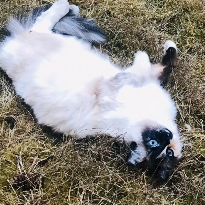 Ady The Cat Sitting Lady