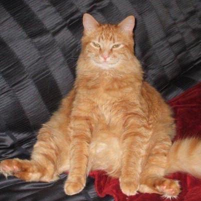 Ady The Cat Sitting Lady