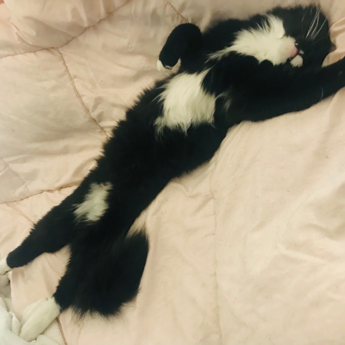 Ady The Cat Sitting Lady