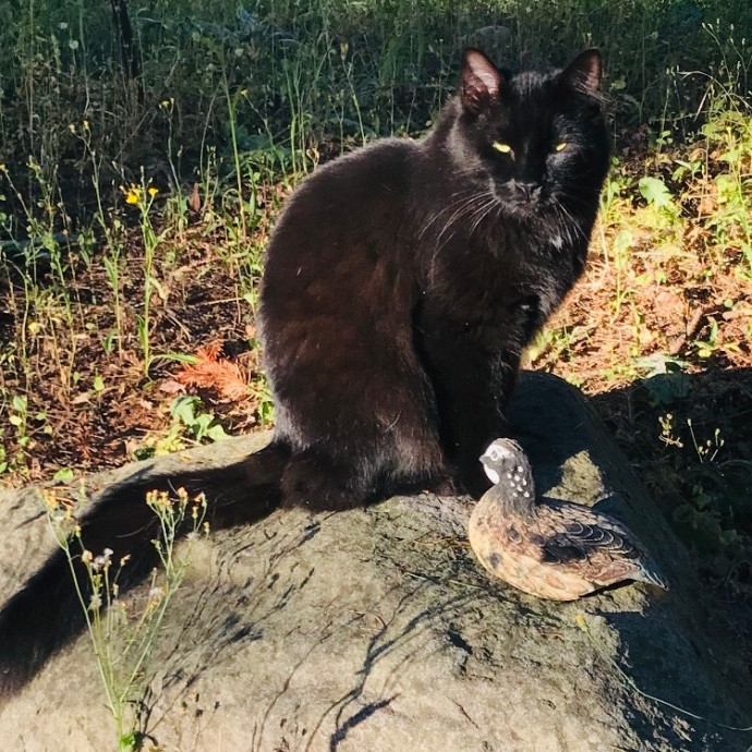 Ady The Cat Sitting Lady