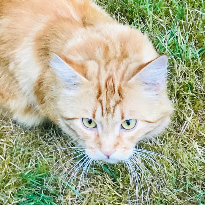 Ady The Cat Sitting Lady