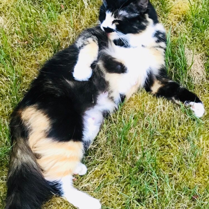 Ady The Cat Sitting Lady