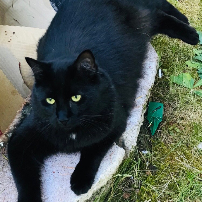 Ady The Cat Sitting Lady
