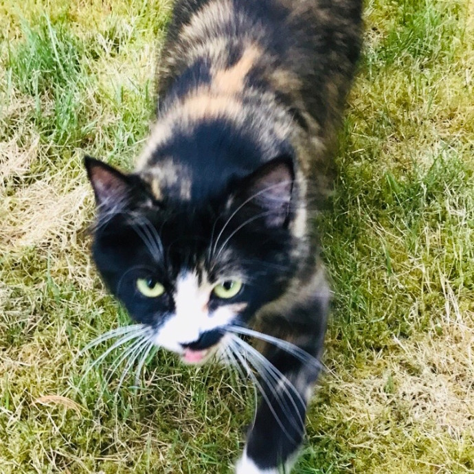 Ady The Cat Sitting Lady