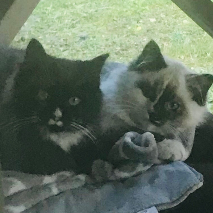 Ady The Cat Sitting Lady
