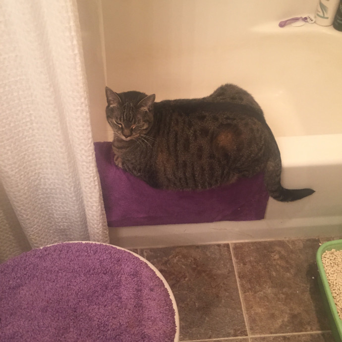 Ady The Cat Sitting Lady