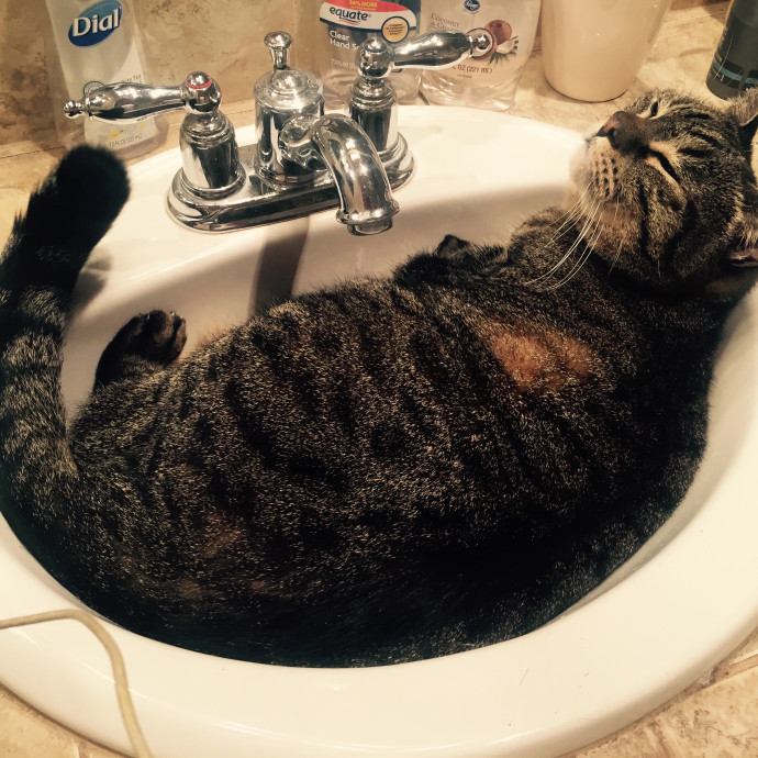 Ady The Cat Sitting Lady