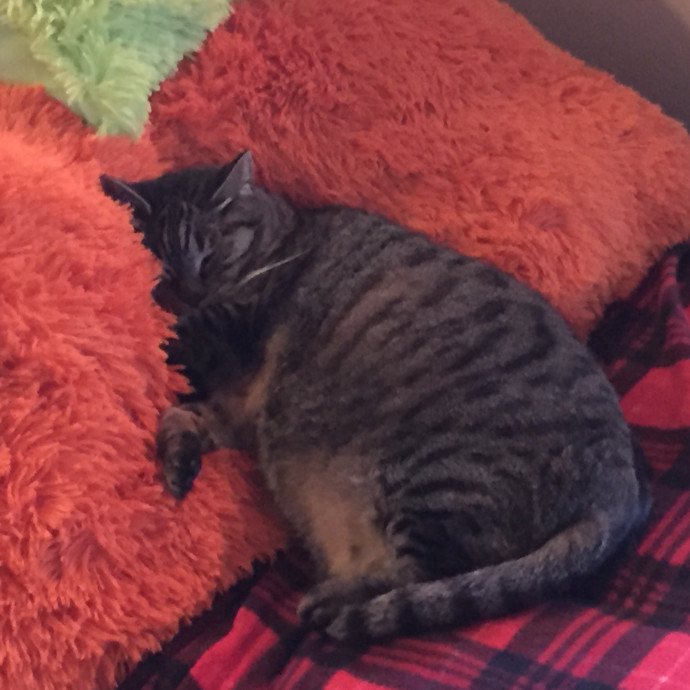 Ady The Cat Sitting Lady