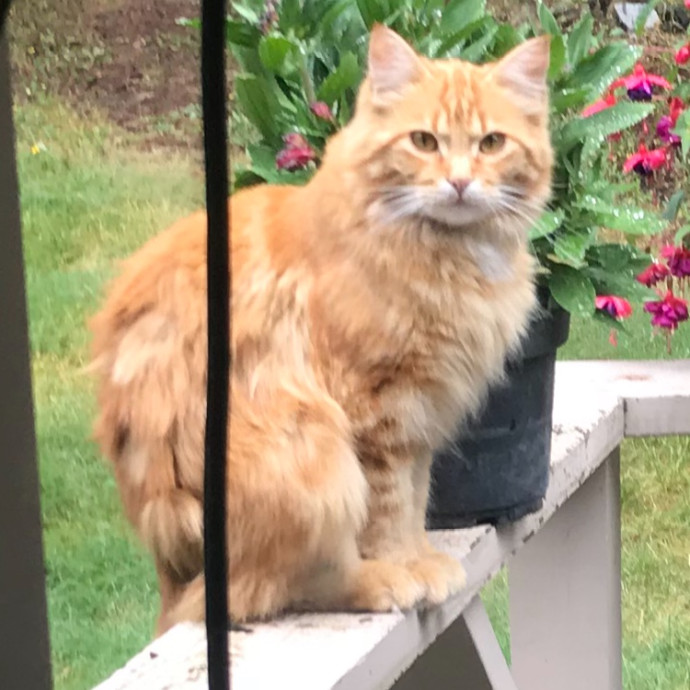 Ady The Cat Sitting Lady