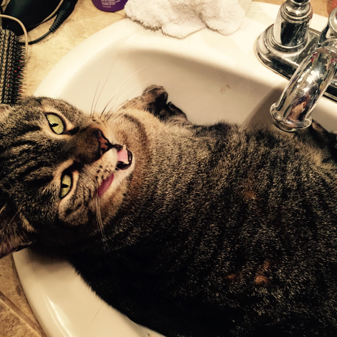 Ady The Cat Sitting Lady