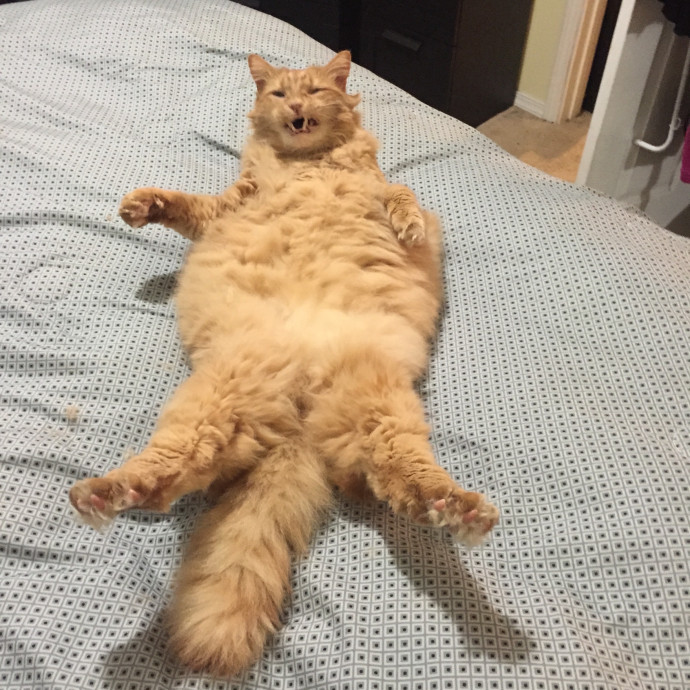 Ady The Cat Sitting Lady